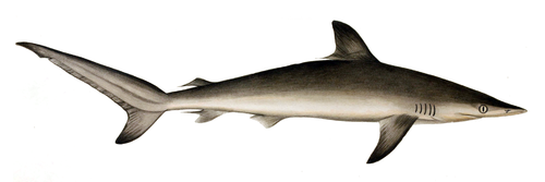 Spot-tail shark